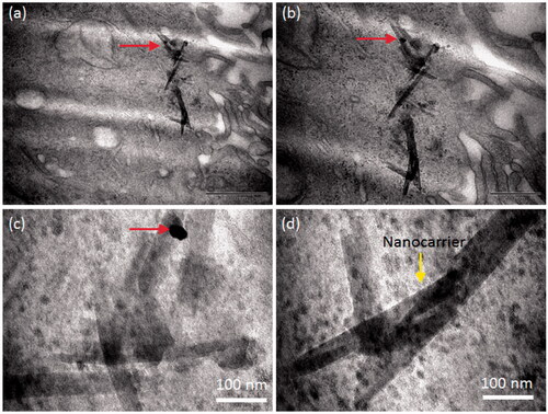 Figure 7. TEM observation on silica carrier inside the cell at different magnifications. The nanocarrier was penetrated inside the cell. The maxim width of the carrier was estimated around 100 nm and longitudinal length under one micrometre. Few nanoparticles were seen attached to the scaffold as highlighted by red arrows.