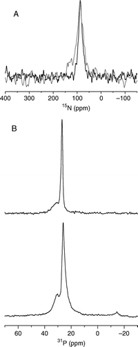 Figure 4.  The static 15N NMR spectrum of 15N-alanine10, alanine19 and leucine21 labelled pleurocidin reconstituted in POPE/POPG (3:1) bilayers and deposited on glass plates oriented perpendicular to B0 (A). Spectra were acquired for samples prepared at both pH 7 (black line) and pH 5 (grey line). The observed chemical shift is characteristic of a peptide oriented parallel to the membrane surface. 31P echo spectra of POPE/POPG (3:1) bilayers (B), prepared in the same way at pH 7, in the absence (top) and presence (bottom) of 2.5 mole% pleurocidin.