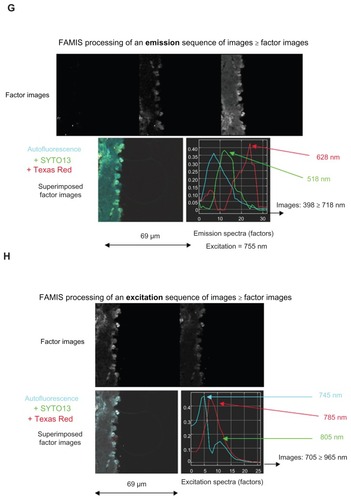 Figure 4 Spectral observation via FAMIS of the action of injected MRC Texas Red iron nanoparticles in the thoracic aorta of mice, including (A and B) control samples with no injection and no staining; (C and D) control samples counterstained with SYTO13; (E and F) injected samples with no staining; and (G and H) injected, counterstained samples.Notes: Of each pair, the former shows emissions (398–718 nm) and the latter shows excitations (705–965 nm). Color was added to assist with interpretation.Abbreviation: FAMIS, factor analysis of medical image sequences.