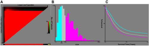 Figure 1 The thresholds of bifurcation in tumor size were determined by the X-tile software. (A) The “lock” symbol denotes the optimal threshold of tumor size has been found. (B) A histogram shows the cutoff values of tumor size at 28 and 45 mm. (C) KM plots were produced according to the cutoff values.