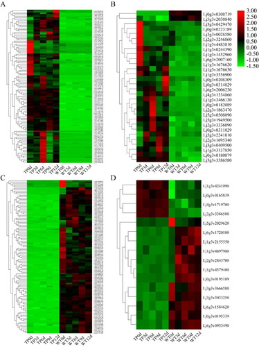 Figure 8. Heat maps of DEGs co-expressed with TFs in TP (A,B) and WT (C,D). (A,B) Heat map of 99 DEGs co-expressed with TFs (A) and 36 co-expressed TFs (B) in TP; (C,D) heat map of 105 DEGs co-expressed with TFs (C) and 18 co-expressed TFs (D) in WT; red indicates upregulation and green indicates down-regulation.