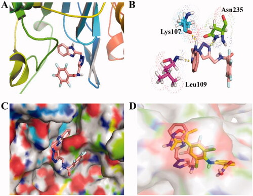 Figure 3. Molecular docking of compound C8 (PDB code: 5DAB). (A) Compound C8 binds to subunits of FTO; (B) Hydrogen-bond interaction of compound C8 and FTO; (C) Compound C8 locates into the active pocket of FTO; (D) a similar pocket between FB23-2 (yellow structure) and compound C8.