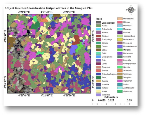 Figure 5. The distribution and tree crown characteristics in the sampled plot.