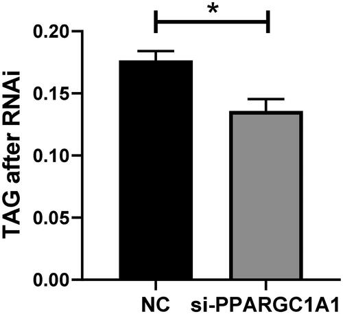 Figure 7. Impact of PPARGC1A gene knockdown on triglyceride secretion in BuMECs.