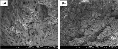 Figure 4. SEM images of (a) SATCS, and (b) SATCS after MB dye adsorption with a magnification of ×700.