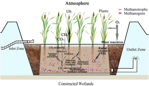 Figure 6. Schematic diagram of CH4 emission in constructed wetlands. Methanotrophs are mainly distributed in the aerobic zone of the rhizosphere.