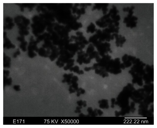 Figure 1 Magnetic Fe3O4 nanoparticles seen on transmission electron microscopy.