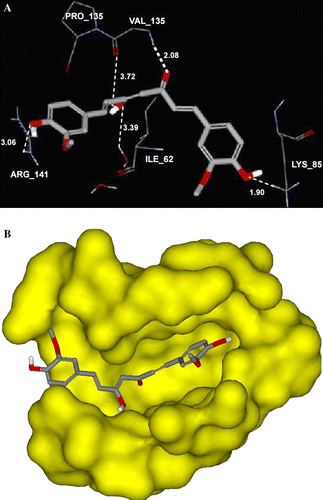 Figure 3.  (A) Detailed view of the docked curcumin structure and the corresponding interacting amino-acid moieties within the binding site of GSK-3β. (B) Curcumin structure docked into the water-accessible surface (probe diameter 1.4 Å) within the active site of GSK-3β [Citation39].