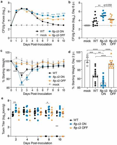 Figure 4. Locking the flagellar switch in the ON orientation exacerbates disease and increases persistence of C. difficile in a mouse model of CDI. Antibiotic-treated male and female C57BL/6 mice were inoculated with 100,000 spores of wildtype R20291 (WT), flg-Δ3 ON, and flg-Δ3 OFF. Mock-inoculated animals were included in each experiment. Data are combined from two independent experiments testing strains in 3 male and 3 female mice, for 12 total mice per strain. (a) CFU enumerated in fecal samples collected every 24 hours post-inoculation (p.i.). Asterisks indicate statistical comparison to WT data at that time point. (b) CFU per gram feces collected on d 6 p.i.; data for d 5–10 shown in Figure S4. (c) Animal weights determined every 24 hours post-inoculation, expressed as a percentage of the mouse’s weight at d 0. Asterisks indicate statistical comparison to mock data at that time point. (d) Animal weights at d 2 p.i.; data for d 1–6 shown in Figure S5. (e) Toxin titers in fecal samples calculated as the reciprocal of the highest dilution to cause ≥80% rounding of Vero cells. No cell rounding occurred when treated with diluted fecal contents from mock-inoculated animals. (a–e) Symbols indicate values from individual animals. (a, b, c) Bars indicate the medians. Statistical significance was determined using the Kruskal–Wallis test and Dunn’s posttest. (c, d) Bars indicate means and standard errors. Statistical significance was determined by one-way ANOVA with Tukey’s posttest. *p < 0.05, **p < 0.01, ***p < 0.001, ****p < 0.0001.