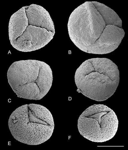 Figure 10. SEM, trichotomosulcate pollen grains ofTrithuria spp. A. T. filamentosa (Briggs 9862); B. T. austinensis (from Keighery & Gibson s.n.); C–D. T. australis (Macfarlane 3357 & Hearn); in (C) all three branches of the aperture are approximately the same length; in (D) one branch is longer than the others. E. T. konkanensis (Yadav s.n., 2006), one of the three aperture branches is very short. F. T. submersa (Conran 961 & Rudall). Scale bar common to all images – 10 µm.