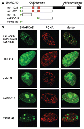 Figure 5 Multiple independent regions of SMARCAD1 co-localize with PCNA. (A) Cartoon representation of tagged SMARCAD1 protein and truncations, amino acids (aa) are indicated. (B) Confocal microscopy of SMARCAD1 knockdown HeLa cells expressing Venus-SMARCAD1 proteins and CFP-PCNA. Panels on the right shows a merge of the PCNA and SMARCAD1 channels. Images depict the autofluorescence of the transfected proteins in fixed cells. Representative cells are shown, images were pseudo-colored and adjusted for brightness and contrast.