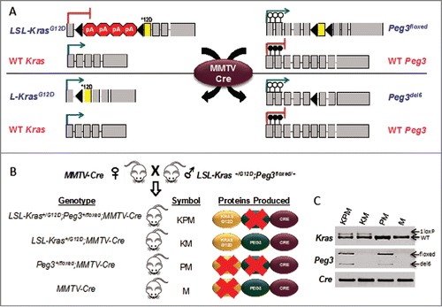 Figure 1. Targeting oncogenic KrasG12D expression and PEG3 deletion to the mouse thymus. (A) Upon Cre-mediated recombination: the allele housing the KrasG12D mutation (denoted by *12D) is conditionally expressed by removal of a tandem polyA signal. The critical exon 6 (denoted by yellow coloration) of Peg3 is conditionally deleted. Blue font denotes the allele is paternally inherited and pink font denotes the allele is maternally inherited. Gray boxes denote exons. Black triangles denote loxP sites. Filled in lollipops denote a methylated CpG island. Empty lollipops denote an unmethylated CpG island. (B) Breeding schematic from mating LSL-Kras+/G12D; Peg3+/del6 mice with MMTV-Cre mice to generate KPM, KM, PM, and M cohorts. (C) Specific PCR analysis of genomic DNA isolated from thymus confirms recombinant products for each of the targeted alleles.