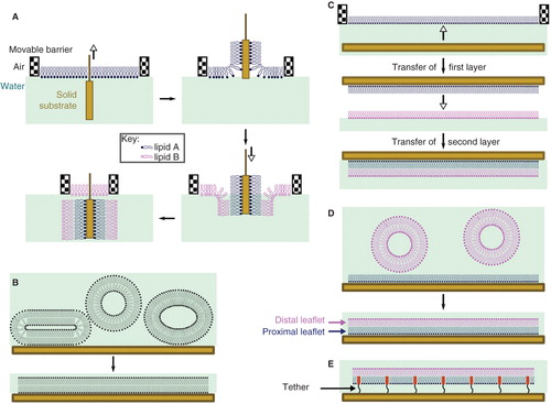 Figure 2. Methods for the preparation of supported lipid bilayers (SLBs). (A) In the Langmuir-Blodgett (LB) method, the solid substrate is drawn through a monolayer of one lipid (lipid A) and subsequently pushed through a second layer (lipid B), producing an asymmetric layer. Each monolayer is at a controlled area per lipid molecule and surface pressure, giving excellent control of the composition of the SLB; (B) Vesicle fusion (VF) is the simplest method, but is not useful for the preparation of asymmetric bilayers; (C) In the Langmuir-Schaeffer (LS) method, entire intact monolayers are transferred to the solid substrate in successive operations; (D) Hybrid LS/VF or LB/VF methods. These allow asymmetric bilayers to be prepared in situ and are ideal for conducting measurements on SLBs immediately after preparation; (E) Tethered or polymer-supported bilayers consist of an amphiphile anchored to the surface of the substrate by a polymer (e.g., polyethyleneglycol), around which the proximal monolayer is formed. Tethered bilayers have a greater water layer depth between the proximal surface of the bilayer and the solid support. This Figure is reproduced in color in Molecular Membrane Biology online.