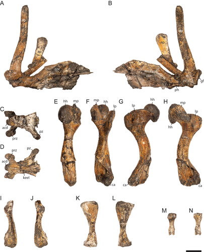 Figure 6. Striatochelys baba, holotype, Na Duong Formation, middle–upper Eocene, Vietnam. Left pectoral girdle (GPIT-PV-112860-7) in A, dorsal and B, ventral views. Cervical vertebra (GPIT-PV-112860-6) in C, dorsal and D, ventral views. Left humerus (GPIT-PV-112860-8) in E, dorsal, F, ventral, G, anterior and H, posterior views. Right radius (GPIT-PV-112960-9) in I, dorsal and J, ventral views. Left ulna (GPIT-PV-112860-10) in K, dorsal and L, ventral views. Phalanx (GPIT-PV-112860-11) in M, dorsal and N, ventral views. Abbreviations: acd, anterior condylus; ap, acromion process; ca, capitellum; cor, coracoid; dp, dorsal process; gf, glenoid fossa; hh, humerus head; if, intertubercular fossa; lp, lateral process; mp, medial process; ph, phalanx; prz, prezygapophysis; pz, postzygapophysis; sc, scapula. Scale bar equals 1 cm.