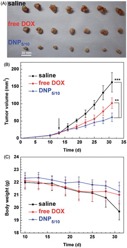Figure 8. Taken images of the tumours (A) removed from mice at the end point of the research. Tumour-growth changes (B) and body weight changes (C) of tumour-bearing BALB/c mice after tail vein injection of normal saline (square), free DOX (circle) and DOX-NPs (or DNP) (triangle) (at a DOX dose of 4 mg kg−1). The arrow indicates the beginning time points of the drug injection and the drug injection was repeated every three days. (Reprinted from Ref. [Citation99] Copyright 2014, with permission from Elsevier.)