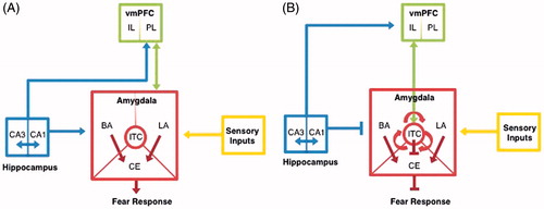 Figure 1. Developmental neural circuitry of fear expression and extinction. Representation of the adult neural circuitry implicated in (A) fear expression and (B) fear extinction.