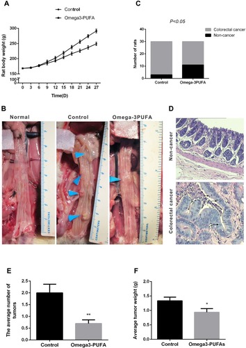 Figure 1 Omega-3PUFA attenuates MNU-induced CRC in rats. The rats of two groups received an intra-rectal instillation of MNU solution (0.5 mL, 10 mg/kg) three times a week for 4 weeks. Rats in the Omega-3PUFA intervention group were intragastrically given Omega-3PUFA (2 g.kg−1) once a day for 4 weeks (the control groups of rats were given the same amount of normal saline instead of Omega-3PUFA). (A) The body weights of the two groups of rats were measured every three days. (B) The rats were dissected and the number of intestinal tumor tissues was observed and recorded. (Representative micrograph of three individual subjects). (C) The number of colorectal cancer rats and non-cancer rats in the two groups of rats was measured, and the tumor incidence rate was calculated. (D) The pathological morphology of colorectal cancer tissues and non-cancer tissues was detected by HE staining. Representative micrographs from 6 mice per group are shown, magnification: ×200. (E) The average number of tumors in the two groups (Omega-3PUFA group and control group) of rats was measured. (F) The average tumor weight of the two groups (Omega-3PUFA group and control group) of rats was measured. Unpaired 2-tailed t test. *P < 0.05, **P < 0.01. Bar graphs represent the mean ± SD for C, E and F.