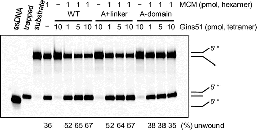 Fig. 4. The helicase activity of TaMCM in the presence of TaGins51-mutants.Notes: The DyLight 800-labeled splayed-arm DNA substrate (0.5 pmol) was incubated with TaMCM and TaGins51-WT, A + linker, or A-domain, as described in the Materials and methods. The helicase activity is indicated at the bottom of the panel, as the relative amount of unwound DNA (%). Single-stranded DNA and trapped DNA were loaded in parallel, as controls for the unwinding reaction.