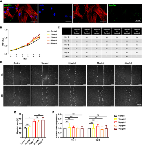 Figure 3 The effect of ApoEVs on the function of HFFs in vitro. (A) Immunofluorescence staining of Dio-labeled ApoEVs (green) engulfed by HFFs (red). Scale bar=20 μm. (B and C) CCK-8 analysis of the effect of different concentrations of ApoEVs on the proliferation of HFFs. (D) Scratch analysis of the effect of different concentrations of ApoEVs on the migration of HFFs. Scale bar=400 μm. (E) Statistic analysis of migrated area (n=3). (F) qRT-PCR analysis of the effect of different concentrations of ApoEVs on the fibrogenic differentiation of HFFs. The significance was tested with an unpaired two-tailed Student’s t-test. (nsp>0.05, *p<0.05, **p<0.01).