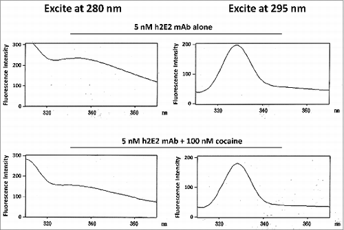 Figure 7. Intrinsic h2E2 antibody tryptophan and tyrosine fluorescence quenching by cocaine binding. Shown are emission spectra of 5 nM h2E2 antibody both before and after addition of 100 nM cocaine, with excitation at either 280 nm (tyrosine and tryptophan) or 295 nm (tryptophan). Note the decrease in emission (quenching) caused by cocaine, but little if any change in the emission maximum (near 330 nm in both cases).