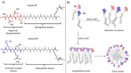 Figure 1 (A) reports the peptide sequence of structural peptides P1 and P2. (B) reports the hypothetical assembly of the two structural peptides in aqueous solution below and above their critical aggregation concentration (CAC). Molecular models were obtained by CYANA structure calculation algorithm that uses torsion angle molecular dynamics for the efficient computation of three-dimensional structures.