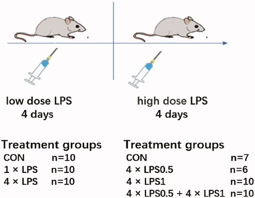 Figure 1. Experimental layout of protective effects of endotoxin tolerance on peripheral lipopolysaccharide-induced dopaminergic neuronal injury.