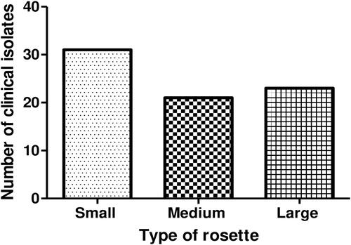 Figure 2 Categorizing Parasite Isolates by their rosetting capabilities. Large rosettes = infected RBC bound by > 5 uninfected RBCs, Medium = bound by 3–5 uninfected RBCs, Small rosettes = bound by 2 or 3 uninfected RBC.