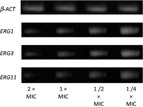 Figure 3. Gel electrophoresis of semi-quantitative RT-PCR products of ERG genes from Candida albicans ATCC 10231 treated with fluconazole/terbinafine.