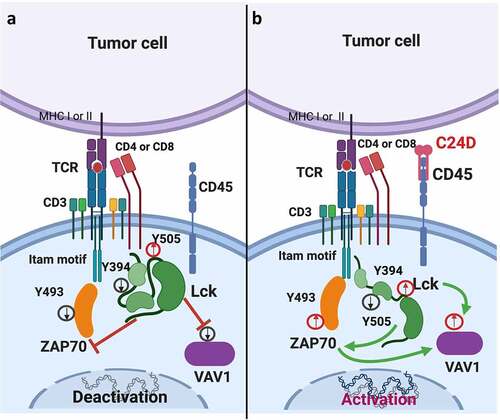 Figure 6. Schematic diagram: Suggested model of how C24D reverses tumor-induced immune suppression through the CD45 signaling pathway. a. In PBMCs from healthy donors exposed to TNBC tumors, phosphorylation of the inhibitory tyrosine (y) 505 in Lck (a member of the Src tyrosine kinases) increased, phosphorylation of the tyrosine 394 in Lck decreased, de-activating the Lck protein in the peripheral blood leukocytes. In consequence, tyrosine 493 in ZAP70, and VAV-1 were de-phosphorylated, de-activating ZAP70 and VAV-1. As a result, TCR activity decreased, dampening immune response. b. Binding of the C24D peptide to the CD45 receptor on leukocytes which were previously exposed to TNBC cells, reverses the suppression by de-phosphorylation of the tyrosine 505 and phosphorylation of the tyrosine 394 in Lck. Consequently, the tyrosine 493 in ZAP70 and VAV-1 are phosphorylated, resulting in TCR activation, tumor cell killing and secretion of IFN-γ, IL-2 and TNF-α