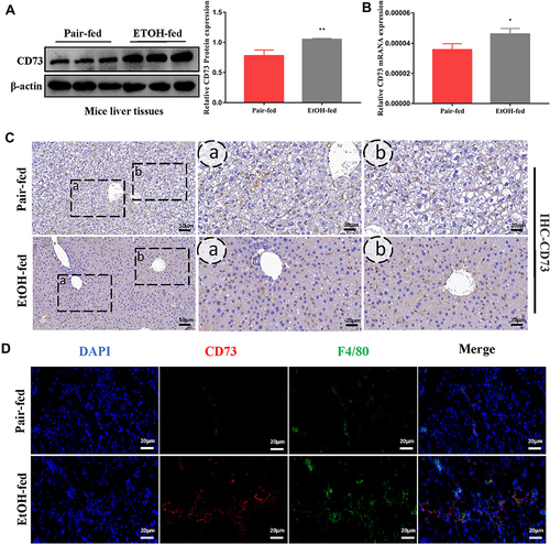 Figure 2 The expression of CD73 was increased in EtOH-primed RAW264.7 cells (A) The protein level of CD73 in the liver. (B) The mRNA level of CD73 in the liver. (C) The expression of CD73 was detected by IHC (50 μm, 20 μm). (D) Double immunofluorescence staining of CD73 (red) and F4/80 (green); representative views from the pair-fed group and EtOH-fed group were presented (20 μm). *P < 0.05, **P < 0.01 compared with the pair-fed group.