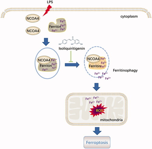 Figure 8. Diagram illustrated that the potential role of ISL against ferritinophagy-mediated ferroptosis in renal tubular following LPS stimulation.