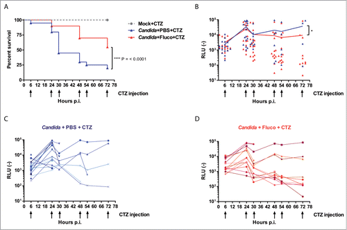 Figure 8. Kinetic of C. albicans infection in living G. mellonella in the presence of absence of fluconazole. Twenty animals per group were monitored daily for survival and emission of bioluminescence. At t = 0 larvae were infected with 4 × 105 C. albicans cells and placed in 6-wells plate to identify each animal. One hour post-infection animals were injected with 4 mg/kg fluconazole or PBS. At 6, 24, 30, 48, 54 and 72 hours post-infection, animals were monitored for survival and W-CTZ was injected in surviving larvae just before imaging. (A) Survival curve. ****p < 0.0001, Log-rank test. (B) Overall kinetic of infection. At each time-point, each symbol represents an individual larva. *p < 0.05, 2-way ANOVA statistical analysis, using Graph Pad Prism 6 was performed on log normalized data. (C) Kinetic of infection for each untreated (PBS-injected) larva. (D) Kinetic of infection for each fluconazole (4 mg/kg) treated larva. For panel C and D, each line corresponds to an individual larva. Data presented in panel B are the combination of data of panels C and D. RLU (−): arbitrary units of luminescent signal.