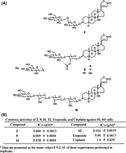 Fig. 1. Structure and cytotoxic activity of compounds 2, 9, 11, 12.Notes: (A) Structures of 2, 9, 11, and 12. (B) IC50 values of 2, 9, 11, 12, etoposide, and cisplatin against HL-60 cells were posted from our paper (that of etoposide and cisplatin: as positive control) (1).