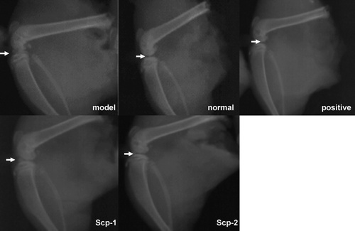 Figure 3.  X-ray evaluation of all the groups. Model group: joint space narrowing, joint edges irregular, not sharpness, patella forward displacement, low-density area of joint edge caused by multiple erosion. Positive control: Normal joint alignment, articular surface smooth, gap narrow not obvious, small amount of proliferation of the articular surface. Normal control: normal joint alignment, articular surface smooth, normal bone structure. SCP-1: normal joint alignment, articular surface smooth, gap narrow not obvious, small amount of proliferation of the articular surface. SCP-2: normal joint alignment, articular surface smooth, gap narrow not obvious.