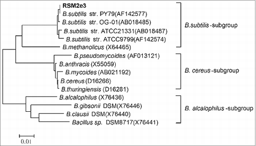 Figure 3. Phylogenetic relationship of Bacillus probiotic bacteria. The relatedness of recombinant RSM2e3 and 14 typical commercial Bacillus probiotics based on analysis of 16S rRNA is shown. GenBank accession number of each selected strain is bracketed following its name. RSM2e3 is shown in bold. Bacillus subgroup to which selected probiotics belonged is indicated to the right of the phylogenetic tree.
