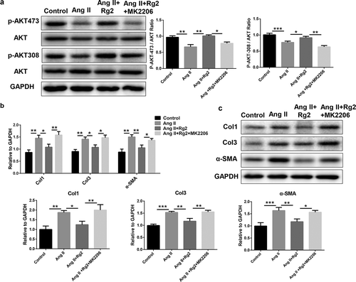 Figure 4. AKT inhibitor MK2206 abrogates effect of Rg2 in cardiac fibroblasts. (a) MK2206 inhibited phosphorylation of AKT activated by Rg2 (n = 3). (b–c) MK2206 eliminated protective effect of Rg2 on inhibiting fibrosis-related genes in mRNA level (n = 6) and in protein level (n = 3). *P < 0.05; **P < 0.01; ***P < 0.001 versus respective control.