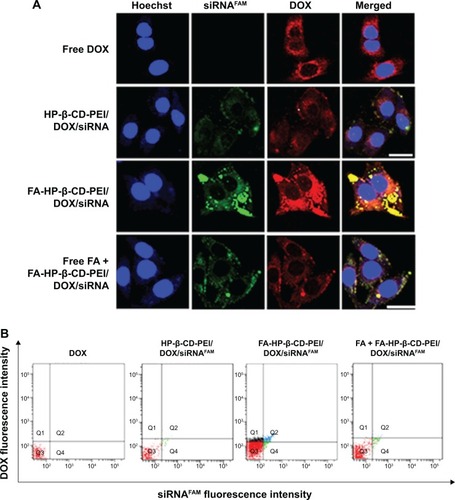 Figure 5 Cell uptake of FA-HP-β-CD-PEI/DOX/siRNAFAM nanocomplexes was evaluated by CSLM (A) and FCM (B) in MCF-7/Adr cells.Notes: The free DOX, HP-β-CD-PEI/DOX/siRNAFAM, and free FA + FA-HP-β-CD-PEI/DOX/siRNAFAM were used as contrast. The tumor-targeting nanocomplexes showed the strongest fluorescence in the experiments. Incubation time, 4 hours; siRNA, 100 nM; DOX, 0.5 μg/mL; blue, Hoechst 33342, Ex 405 nm, Em 435 nm; green, siRNAFAM, Ex 488 nm, Em 535 nm; red, DOX, Ex 488 nm, Em 595 nm. Scale bars 40 μm (A).Abbreviations: FA, folic acid; HP-β-CD, hydroxypropyl-β-cyclodextrin; PEI, polyethylenimine; DOX, doxorubicin; siRNAFAM, small interfering RNA link with FAM green fluorescent dye; CSLM, confocal scanning laser microscopy; FCM, flow cytometry; Ex, excitation; Em, emission.