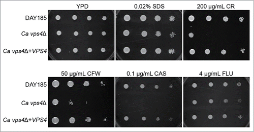 Figure 1. The C. albicans vps4Δ mutant is more sensitive to cell wall stress and challenge with antifungals. C. albicans DAY185, vps4Δ, and VPS4 reintegrant strains were grown on agar plates containing cell-wall perturbing agents or antifungal drugs. Strains are indicated on the left. Cell densities decrease from left to right (1 × 107, 2 × 106, 4 × 105, and 8 × 104 cells per mL). Normal growth on YPD medium is shown on the top right. YPD medium containing cell wall perturbing agents including 0.02% SDS, 200 μg/mL Congo Red, and 50 μg/mL Calcofluor White, as well as medium containing the antifungal drugs caspofungin (0.1 μg/mL) and fluconazole (4 μg/mL), are shown.