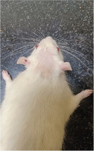 Figure 18. Image of the Wister Albino Rat model ready for in vivo studies in the calvarial region.