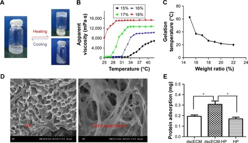 Figure 1 Characterization of FGF2-dscECM-HP hydrogel: (A) solution–gel transition of HP solution as temperature increased, (B) apparent viscosity of dscECM-HP as a function of HP concentration, (C) solution–gel transition temperature of HP solution with different concentrations, (D) SEM image of HP hydrogel and FGF2-dscECM-HP hydrogel, and (E) FGF2 adsorption by dscECM-HP after incubation for 24 h at 37°C. *P<0.05.Abbreviations: FGF2, fibroblast growth factor-2; dscECM, decellular spinal cord extracellular matrix; HP, heparin-poloxamer; SEM, scanning electron microscopy.