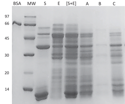 Figure 3. SDS-PAGE profiles of sarcoplasmic proteins extract (SPE) plus Brewer’s spent yeast (BSY) proteases [S+E] without hydrolysis and sardine protein hydrolysates (SPH). A total of 8 µL of sample was applied to each well. Legend: Lane BSA shows bovine soro albumin (66 kDa); lane MW shows molecular weight of standard markers (14–97 kDa); lane S (substract) shows SPE in the absence of the BSY proteases; lane E (enzyme) shows BSY proteases in the absence of SPE; lane [S+E] shows SPE and BSY proteases extract without hydrolysis (control). Lane A shows SPH with HR = 29% (25ºC, 7.00 h); lane B shows SPH with HR = 83% (50ºC, 7.00 h); lane C shows SPH with HR = 41% (38ºC, 4.25 h).