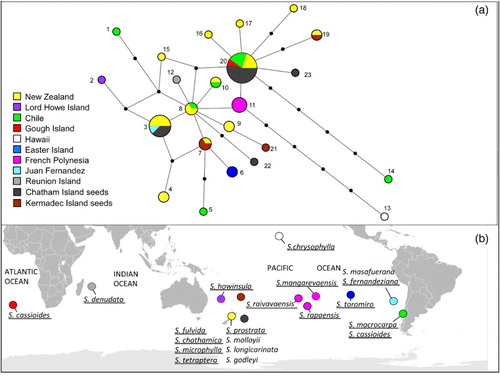 Figure 1. A, Median-joining network of alignment 1 dataset, which was the trnQ-5′rps16 and trnHGUG -psbA intergenic spacers, from Sophora sect. Edwardsia. Circle size is proportional to frequency and small black circles represent missing intermediate haplotypes; B, the distribution of S. sect. Edwardsia. Species included in the sampling for alignment 1 are underlined. The locations of the Chatham and Kermadec Islands are also indicated.