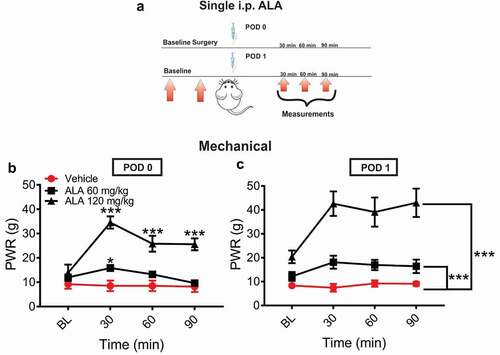 Figure 1. Single systemic ALA reduces mechanical hyperalgesia after incision