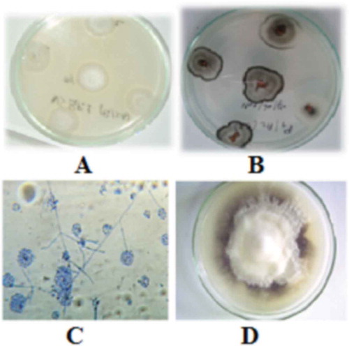 Fig. 1 (Colour online) Morphological characteristics of different V. dahliae morphotypes cultured on PDA for 15 days at 25 °C. A: Morphotype 1 with milky white and flocculose mycelium; B: Morphotype 2 with greyish-white surface; C: Morphology of conidiophores, phialides and conidia of V. dahliae; D: pure culture of V. dahliae.