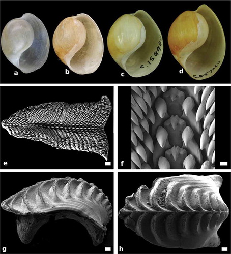 Figure 4. Papawera zelandiae (Gray, Citation1843). (a) apertural view of shell (AM 79,176, H = 11 mm; New Zealand). (b) apertural view of shell (NHMUK 20170322, Haminea obesa, holotype; H = 17 mm; New Zealand). (c) apertural view of shell (AMS C.159944, H = 22 mm; New Zealand). (d) apertural view of shell, (AMS c.457260, H = 27 mm; New Zealand). (e) SEM, whole radula (AM 119920, H = 11 mm; New Zealand). (f) SEM, detail of rachidian and first laterals in central part of radula (AM 119920, H = 11 mm; New Zealand). (g) Right lateral view of whole gizzard plate (AM 119920, H = 11 mm; New Zealand). (h) SEM, dorsal surface of whole gizzard plate (AM 119920, H = 11 mm; New Zealand). Scale bars: e, g, h = 100 µm. f = 0.15 µm