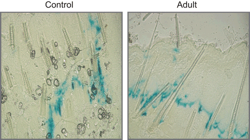 Figure 8.  Histological studies after X-Gal staining of skin samples.