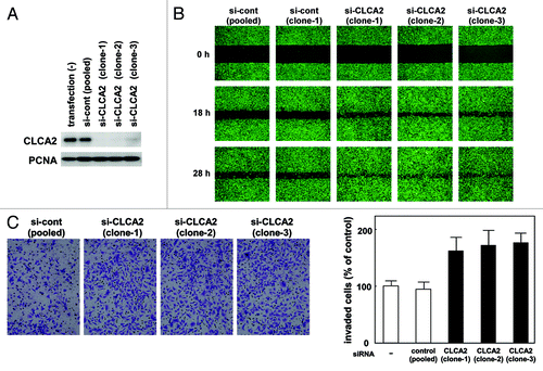Figure 3. CLCA2 siRNA promotes cancer cell migration and invasion. (A) western blot analysis after stable transfection of GFP-tagged CLCA2 siRNA plasmid (iLenti-si-CLCA2) or empty plasmid (si-cont) in CHC-Y1 colorectal cells. The results from untransfected CHC-Y1 controls, a pooled control, and three independent transfectants [si-CLCA2 (clone-1, 2 and 3)] are shown. (B) Wound-healing assay of CLCA2 siRNA plasmid-transfected human cancer cells. Phase contrast images were taken 0, 18 and 28 h after wounding. Representative images showing increased cell migration to the wounded area in CLCA2 siRNA-transfected CHC-Y1 cells. (C) Cell invasion was measured in a Matrigel invasion assay following stable transduction. The experiments were repeated three times with similar results. Representative images showing increased cell invasion in CLCA2 siRNA-transfected CHC-Y1 cells. Quantification of invasion as a percentage of the control is also shown (right).