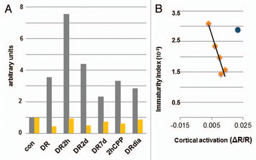 Figure 1 Dendritic spine structure and visual cortical function. (A) For each experimental group we reported the Immaturity index (gray) versus optical activation (yellow) both normalized to control values for comparison. Con, control; DR, dark-reared; DR2h, dark-reared then exposed to light for 2 h; DR2d, dark-reared then exposed to light for 2 days; DR7d, dark-reared then exposed to light for 7 days, 2hCPP, dark-reared injected with CPP and exposed to light for 2 h; DRdia, dark-reared injected with diazepam daily for 7 days. (B) Correlation analysis between immaturity index and cortical activation. For light re-exposure on the timescale of days, there is a high correlation (R2 = 0.91) between structural and functional properties, with the exception of DR2h time point (blue dot).