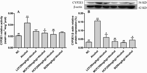 Figure 6. Effect of C. Fructus on CYP2E1 activity (A) and protein expression (B).