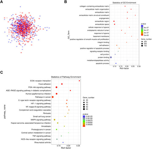 Figure 3 PPI network diagram of differentially expressed genes, as well as GO and KEGG analysis. (A) The PPI network diagram is composed of 613 genes and is visualized by Cytoscape. The interaction score > 0.4. (B) GO enrichment analysis results of genes in the PPI network. (C) KEGG analysis results of genes in the PPI network.